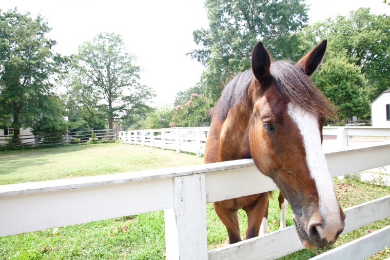 Equine Fence Installation in Roseville, CA